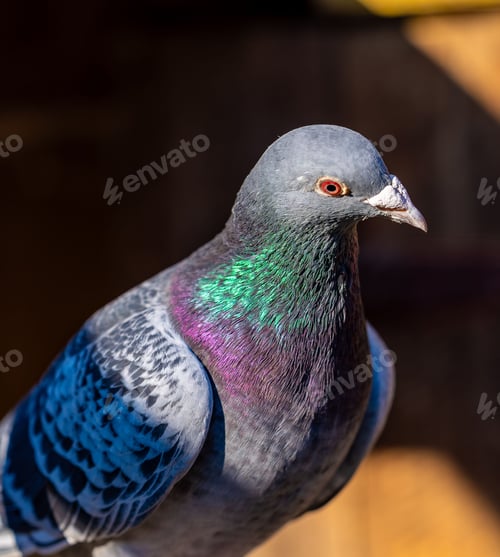Preview: Close-up of a pigeon with iridescent plumage against a blurred background