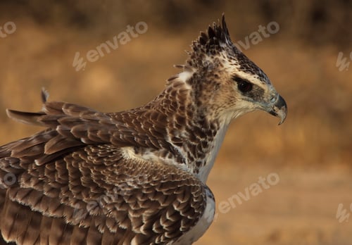Preview: Young Martial Eagle, Kgalagadi Transfrontier Park, Africa