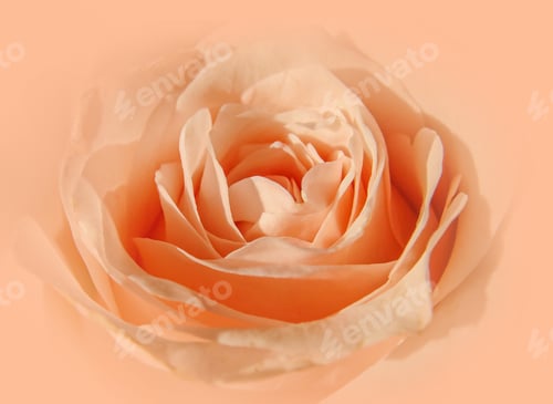 Preview: Peach Fuzz - trendy color of the year 2024. Closeup Abstract Rose flower. Natural background.