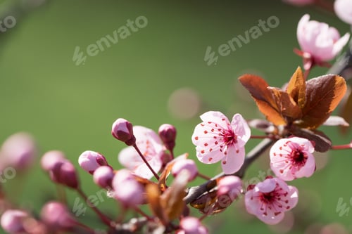 Preview: Blooming plum tree.