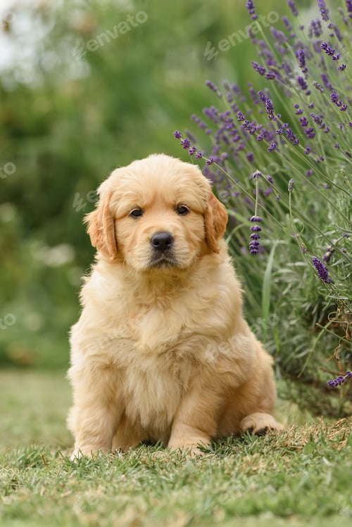 Preview: with cute newborn golden retriever puppy in summer with lavender at sunset