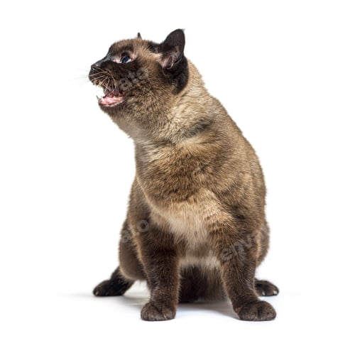 Preview: Angry Crossbreed cat showing its teeth, isolated on white