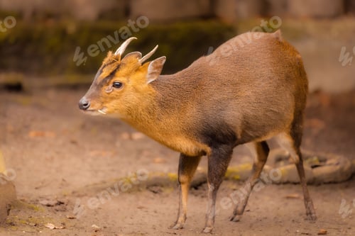 Preview: Adorable deer baby walking in a zoo