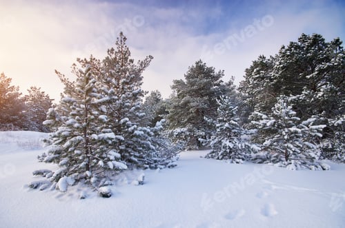 Snow Covered Trees in a Winter Landscape