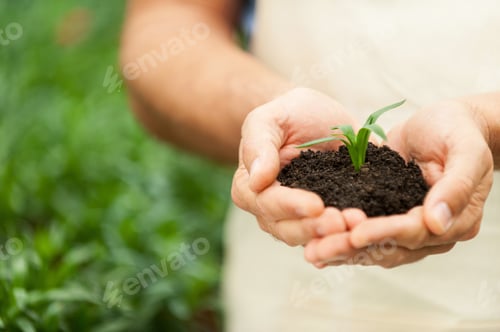 Preview: New Life. Close-up of male hands holding green plant