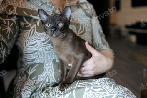 Preview: Burmese kitten. Curious funny spotted Burma cat looking at camera