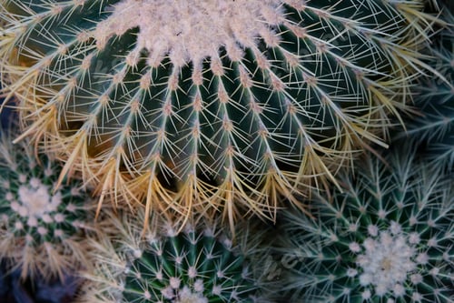 Preview: texture