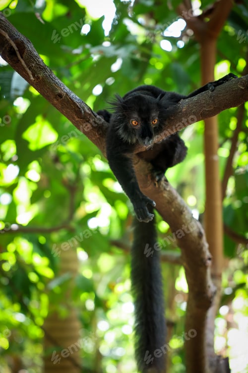 Preview: Black lemur resting on a branch surrounded by lush green foliage in Madagascar during daylight hours