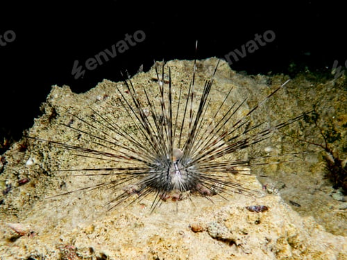 Preview: Invasive sea star in the Mediterranean Sea