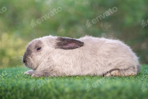 Preview: bunny Easter fluffy baby rabbit or new born rabbit. baby cute rabbit or new born adorable bunny.