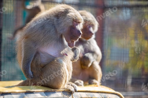 Preview: Baboon monkeys in a zoo on sunny day