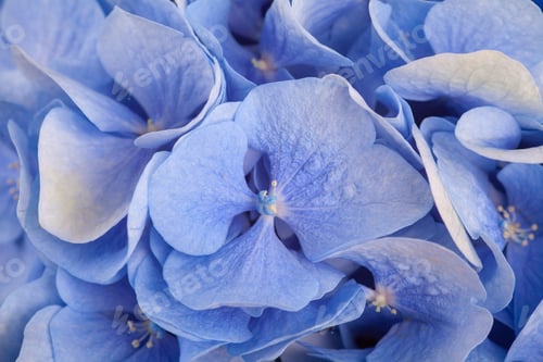 Vorschau: Blaue Hortensienblüten, Nahaufnahme, schöner zarter Blumenhintergrund