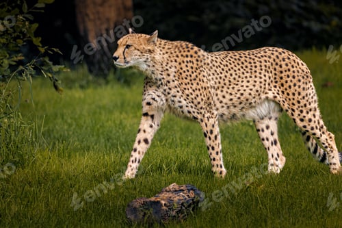 Preview: Cheetah walking gracefully on green grass in a natural habitat.