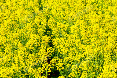 Preview: A yellow field of Colza