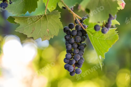 Preview: Dark blue ripening grape cluster lit by bright sun on blurred colorful bokeh copy space background.