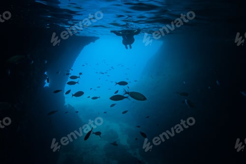 Preview: Closeup shot of various fishes swimming in the water