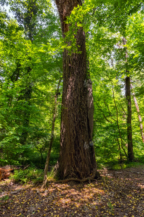 Preview: Thick trunk of a perennial old tree