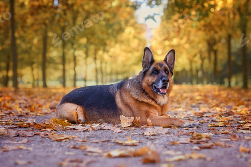 Preview: dog shepherd in autumn at sunset on a walk in the autumn park with autumn leaves
