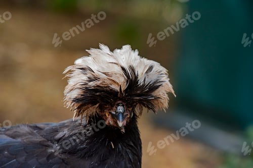 Preview: White Crested Black Polish Hen