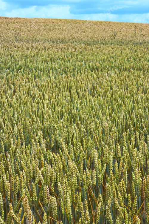 Preview: Ready for harvest