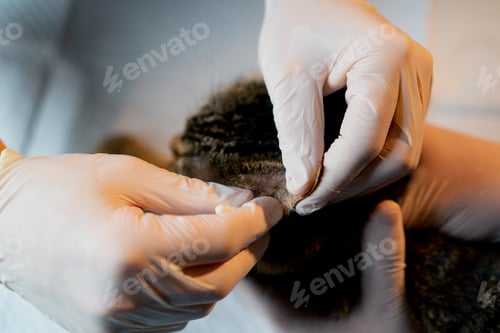 Preview: close up in a veterinary clinic veterinarian doctor holds another and takes a swab from a cat's ear
