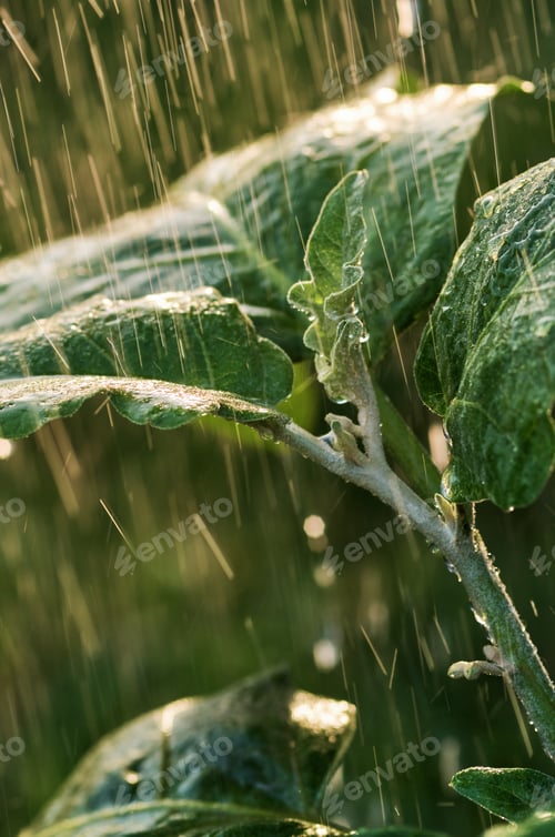 Preview: Raindrops on the leaves