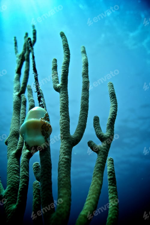 Preview: Low angle vertical shot of coral under the sea in Cuba