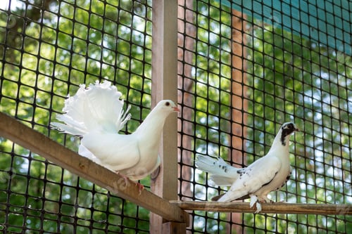 Preview: The pigeons in his loft. Breeding of domestic pedigreed pigeons