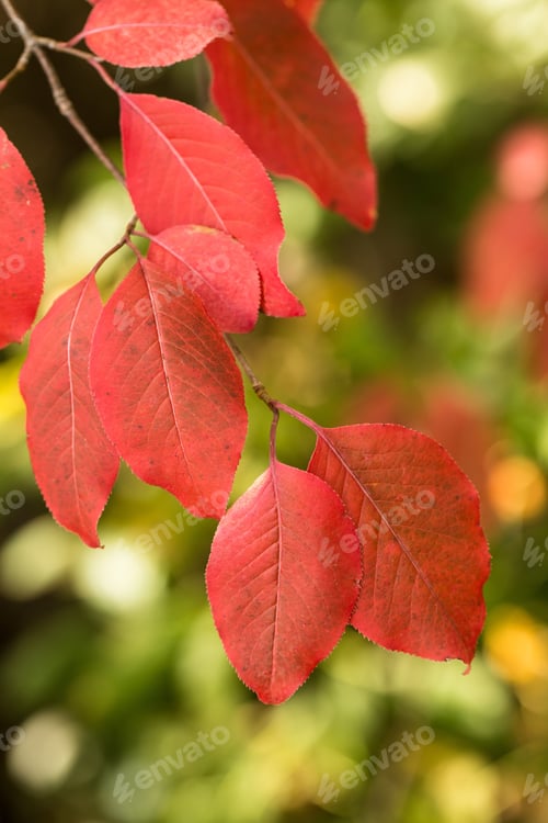 Preview: Closeup Macro In Autumn Vertical