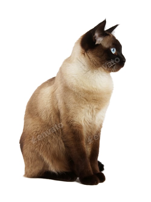 Visualização: vista lateral do gato siamês cortado e isolado no fundo branco