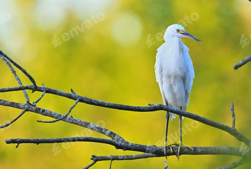 Preview: Snowy Egret perched on the top of a tree branch, surrounded by vibrant autumn foliage