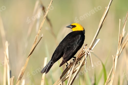 Preview: Yellow headed blackbird looking back.