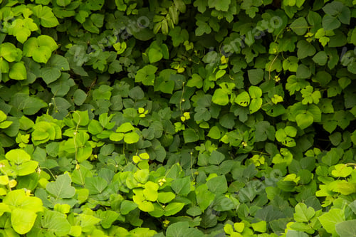 Preview: Lush green leaves in a garden, showcasing the vibrant colors of the foliage.