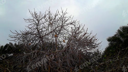 Preview: Scenic view of a tree with bare branches against palm trees and cloudy sky