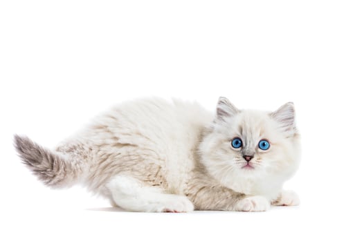 Preview: Ragdoll cat, small funny kitten play isolated on white background