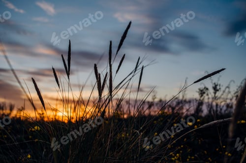 Preview: Dry grass at sunset