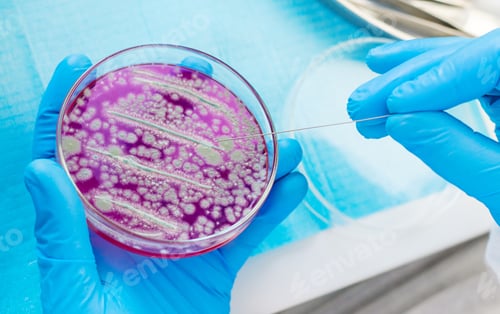 Preview: Examine bacteria in petri dishes in the laboratory. Selective focus.