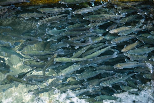 Preview: Fish pond