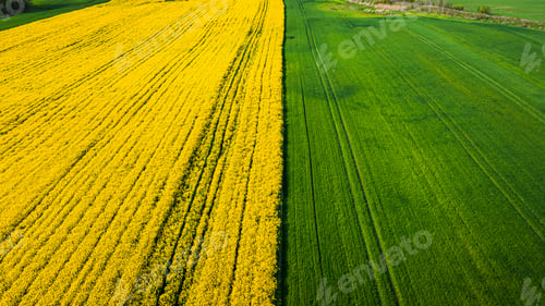 Preview: Yellow and green rape fields in spring, aerial view