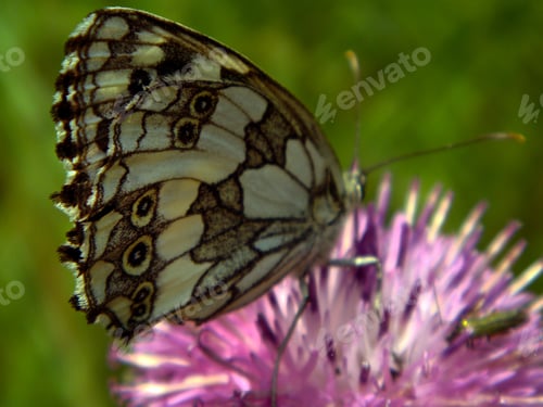 Preview: Macro of marbled white (Melanargia galathea) butterfly sitting on a blossom. Natural green backgroun