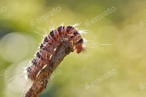 Preview: Hairy caterpillar on the dry twig