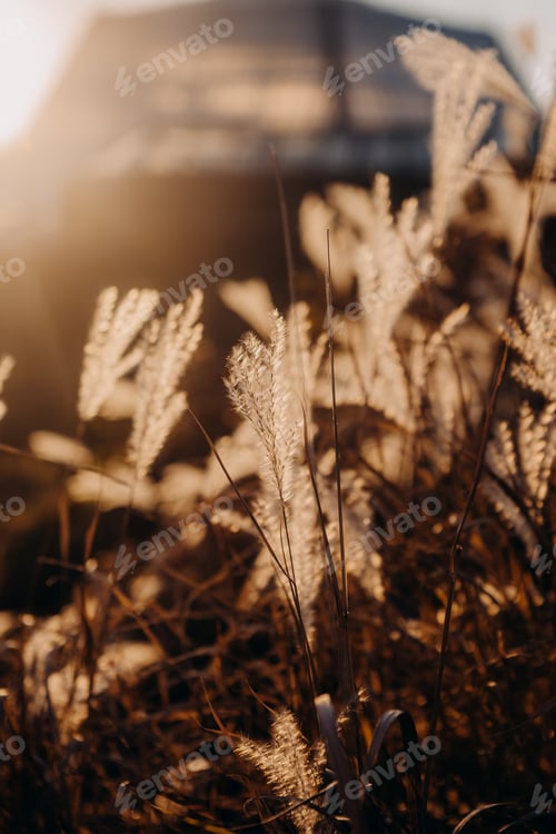Golden Light Illuminating Tall Grass in Rural Setting