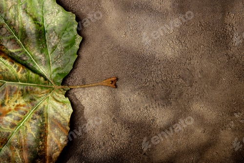 Preview: Dried leaf and artistic background textures with tree shadows