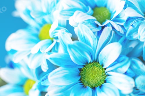 Preview: Blue flower painted daisy chamomile in macro close-up.