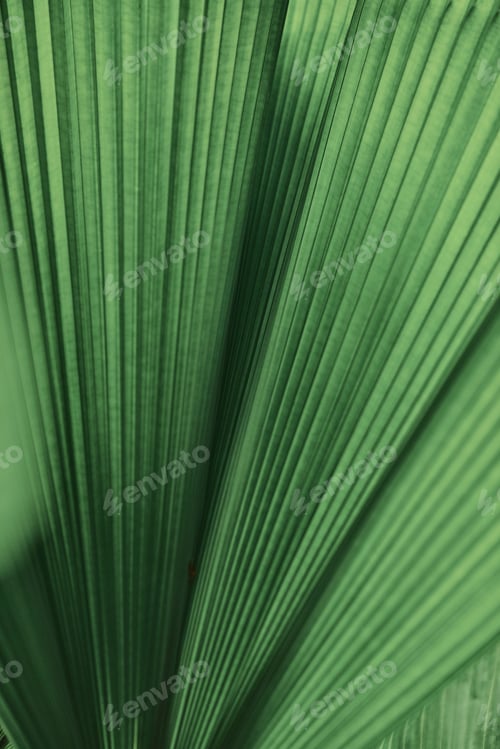 Preview: Ruffled leaf palm tree background