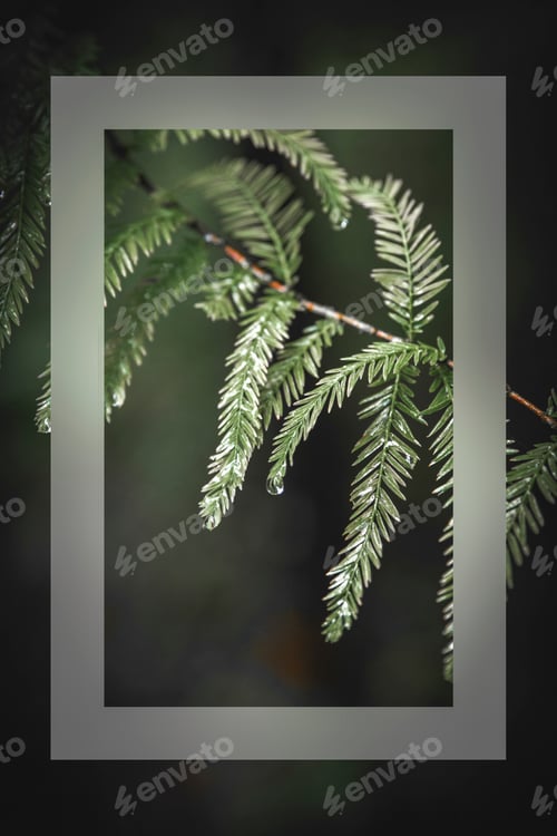 Preview: Green leaves on a branch card