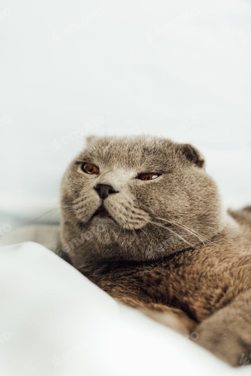 Preview: selective focus of cute grey scottish fold cat lying in bed and looking away