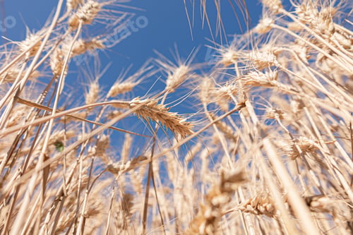 Preview: Selective focus of gold grain ready for harvest growing in farm field. Global crisis and price rise