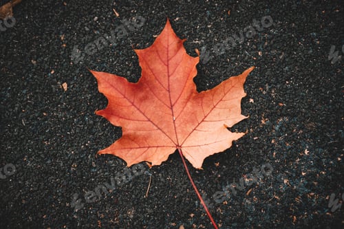 Preview: Red autumn leave on asphalt.