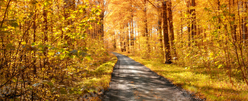 Preview: A photo of autumn leaves and trees
